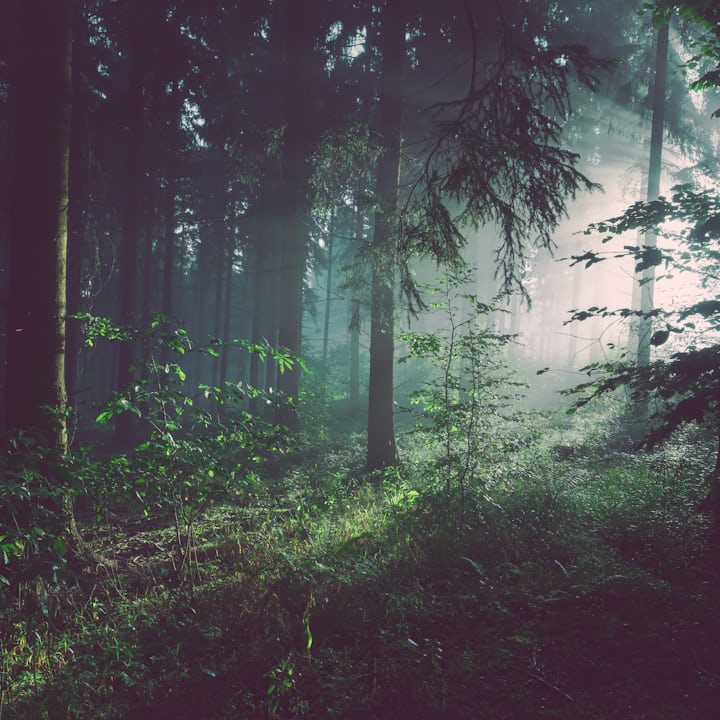 Sunlight through forest path showing restorative benefits of nature walks