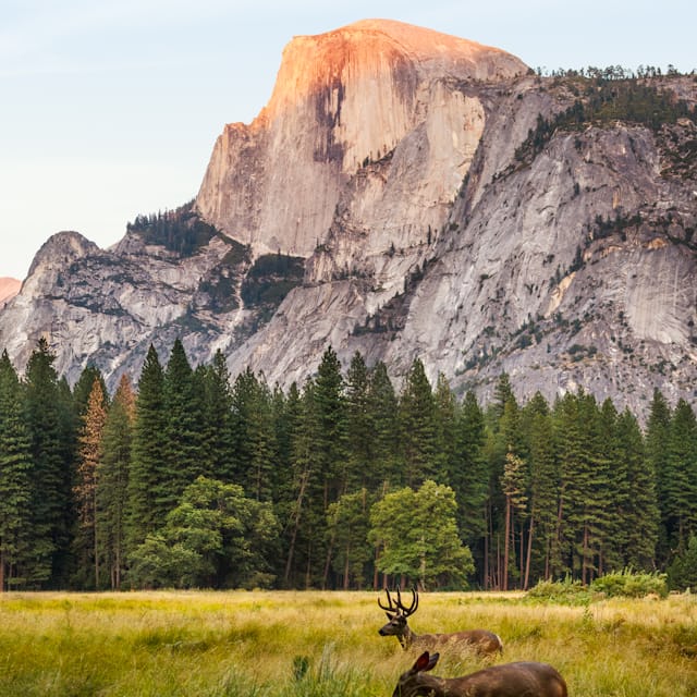 Deer in a green forest representing calm natural environments that support mental balance